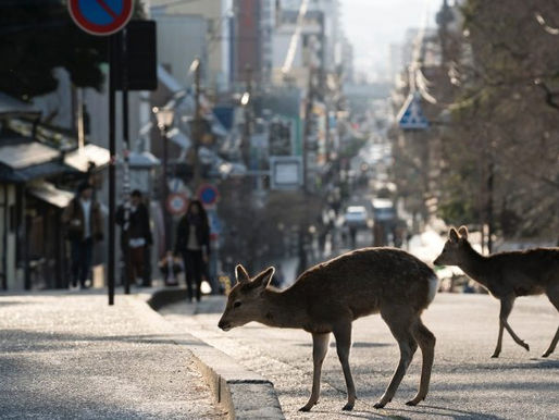 CON L’UOMO AL CHIUSO LA NATURA SI È RISVEGLIATA