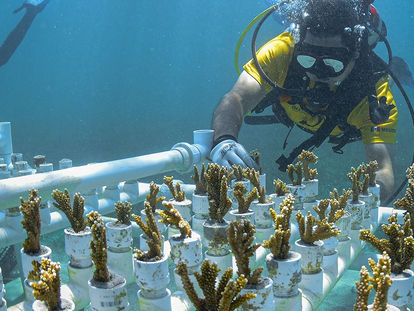 La restauración de arrecifes, clave para preservar el medio ambiente: Alltournative