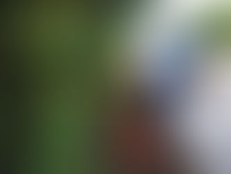 Isla Mujeres verde y amigable con el Medio Ambiente