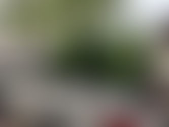 Agentes ministeriales aseguran 28 plantas de marihuana en el fraccionamiento Selvanova