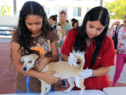 Todo listo para la Campaña Nacional de Vacunación Antirrábica en Playa del Carmen