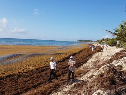 Por medio de talleres, buscan alternativas para retirar sargazo de las playas