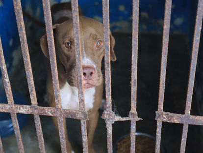 Llaman a la población solidarense a denunciar maltrato animal