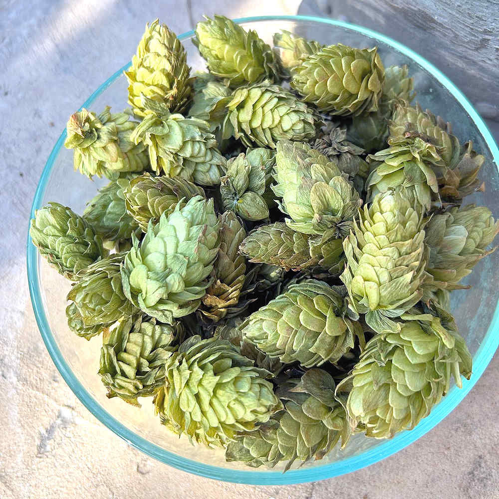 Dried Whole Flower Cascade Hops