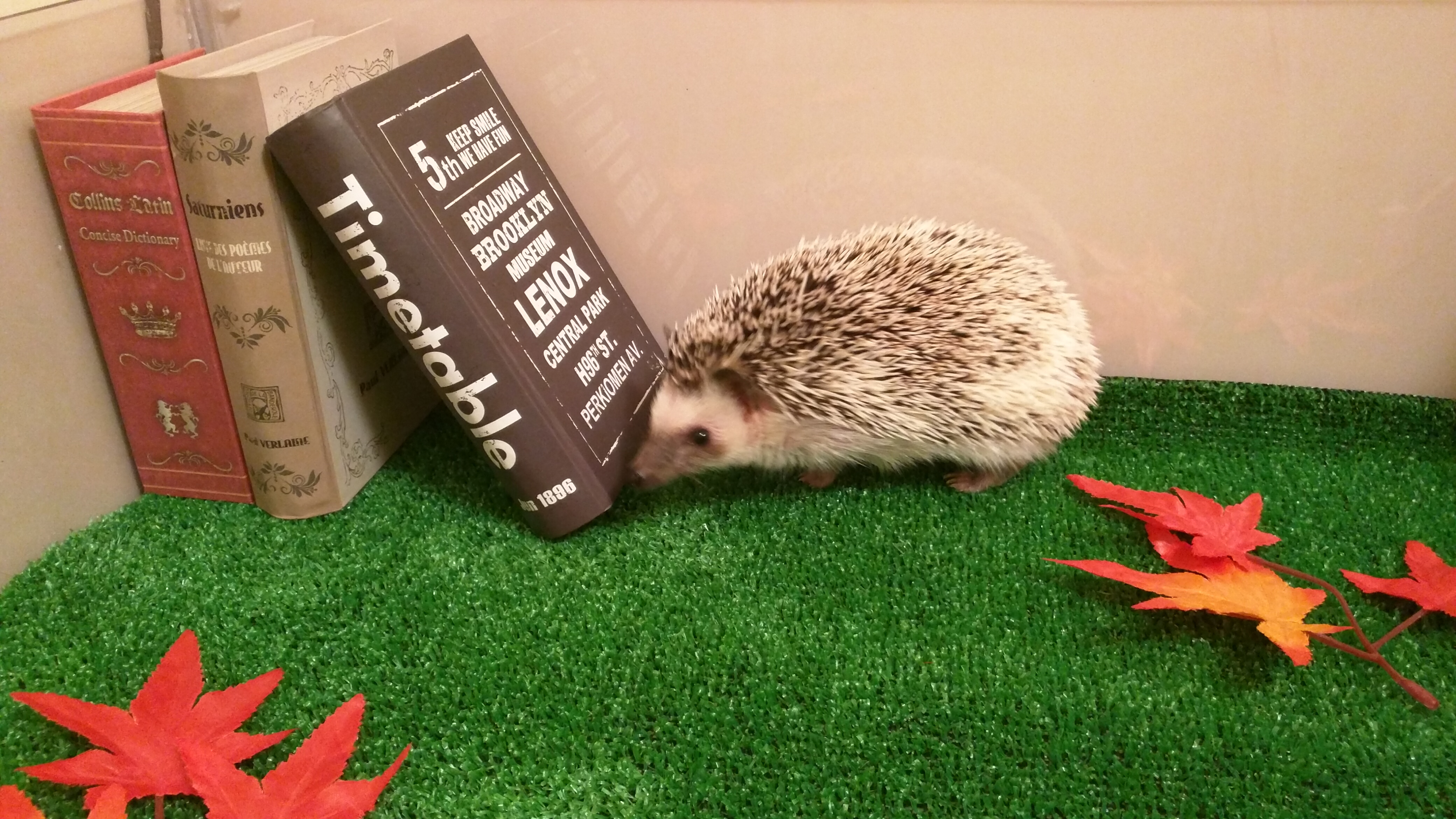 画像はWEBサイトのOGPタグから引用しています ハリネズミや夜行性の小動物とふれあえるカフェ | 池袋 | 午前2時のハリネズミさん