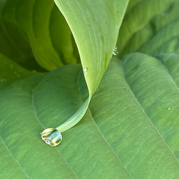 leafwater.jpg
