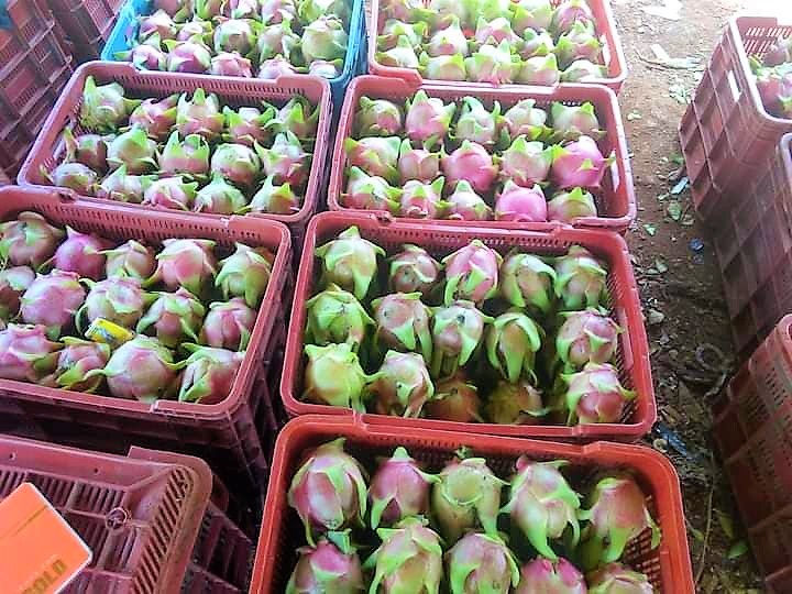 Thumbnail: Dragonfruit / Pitahaya