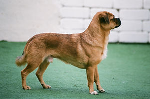 Dog on Alert