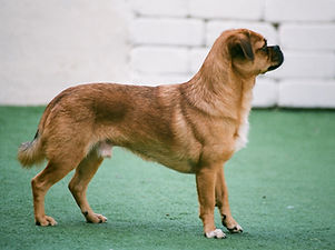 Dog on Alert