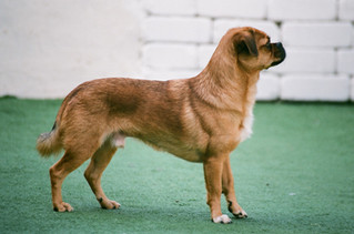 Köpeğin Evrimi