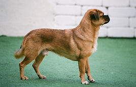 Dog on Alert