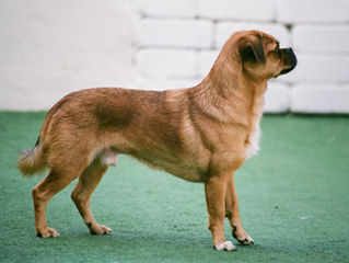 Mon chien a t-il une bonne posture ?
