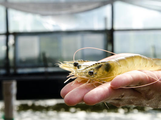 Aquicultura Multitrófica Integrada em bioflocos: unindo produtividade e sustentabilidade