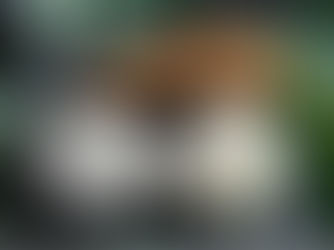 Cozinha raíz e a raíz da mandioca