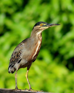 striated heron 2.jpg
