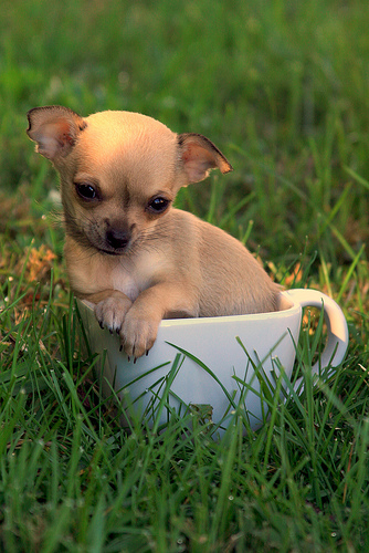 What Does Your Chihuahua Like To Eat? 5 Image result for chihuahua food