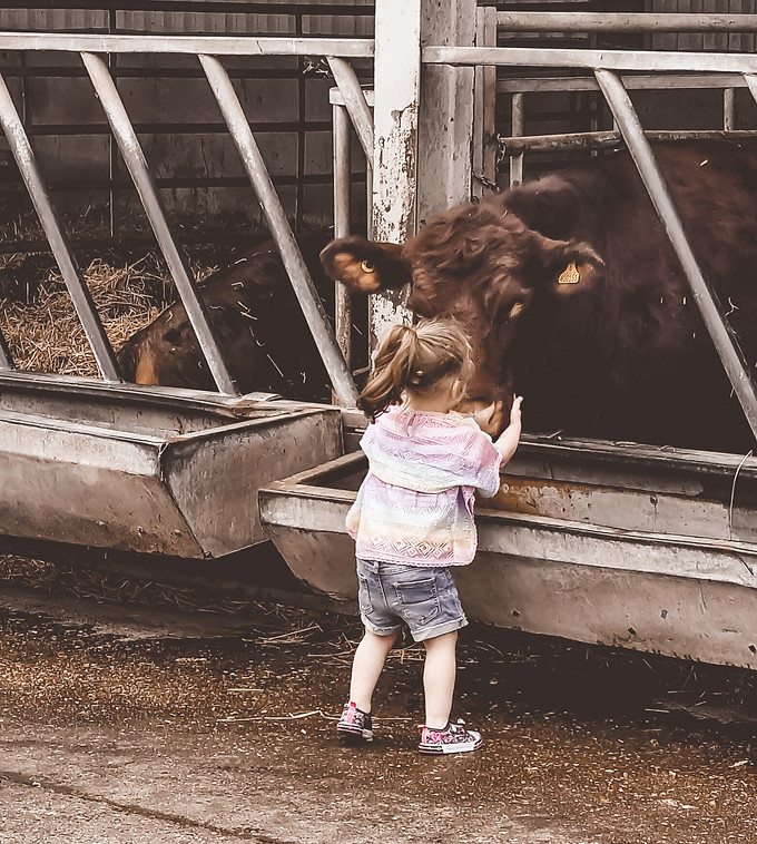 DeDe Petting Cow.jpg