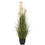 Thumbnail: Pampas Grass Bush