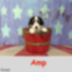 2 F Amp