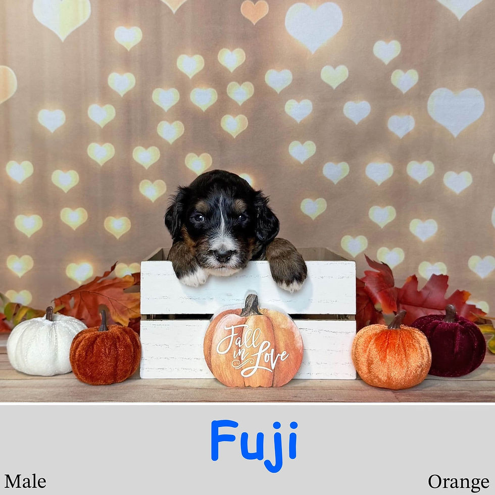 6 Male Fuji