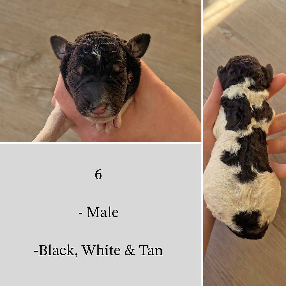 6 Male