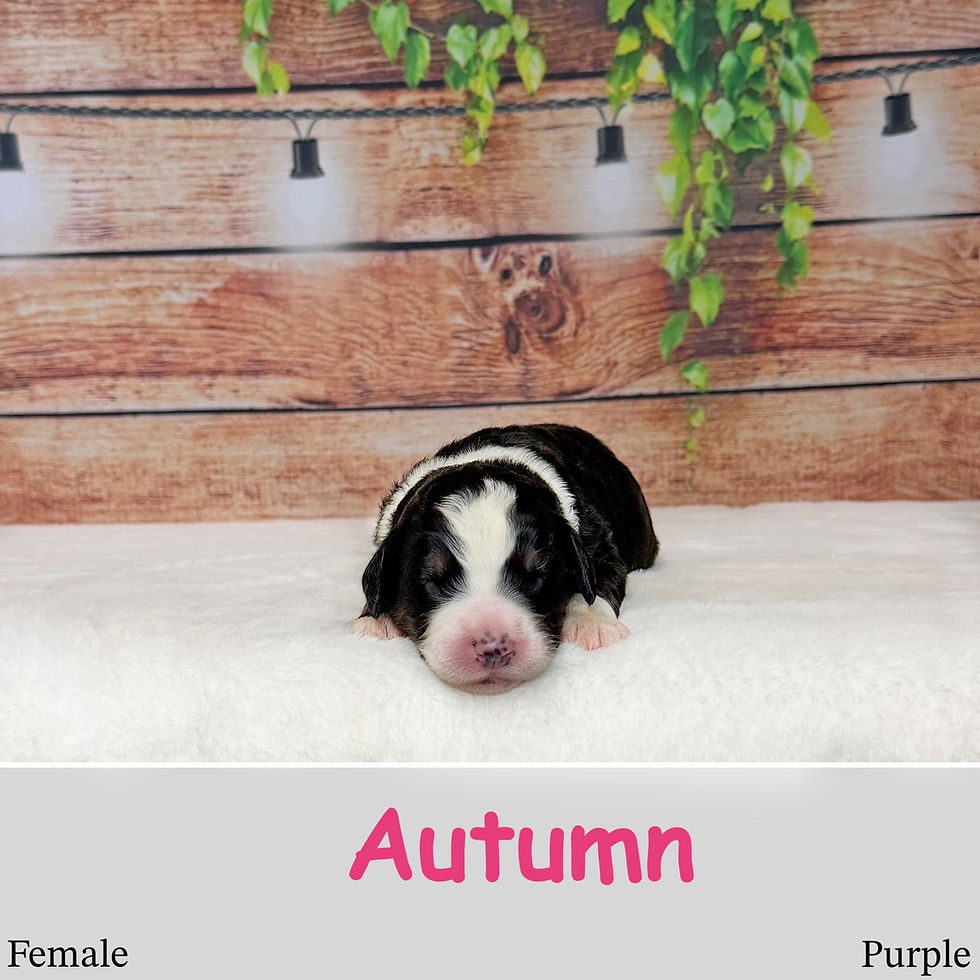 2 Female Autumn