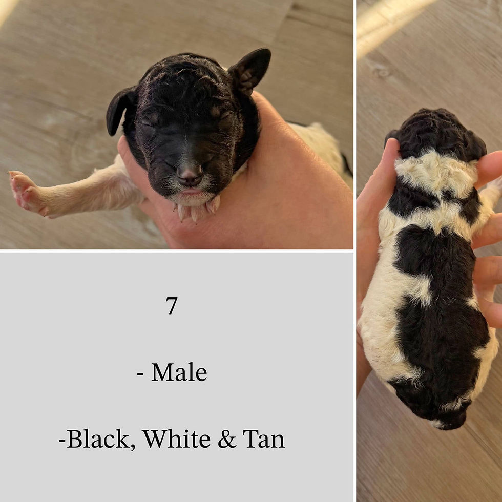 7 Male