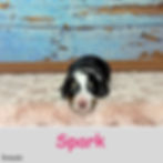 7 F Spark