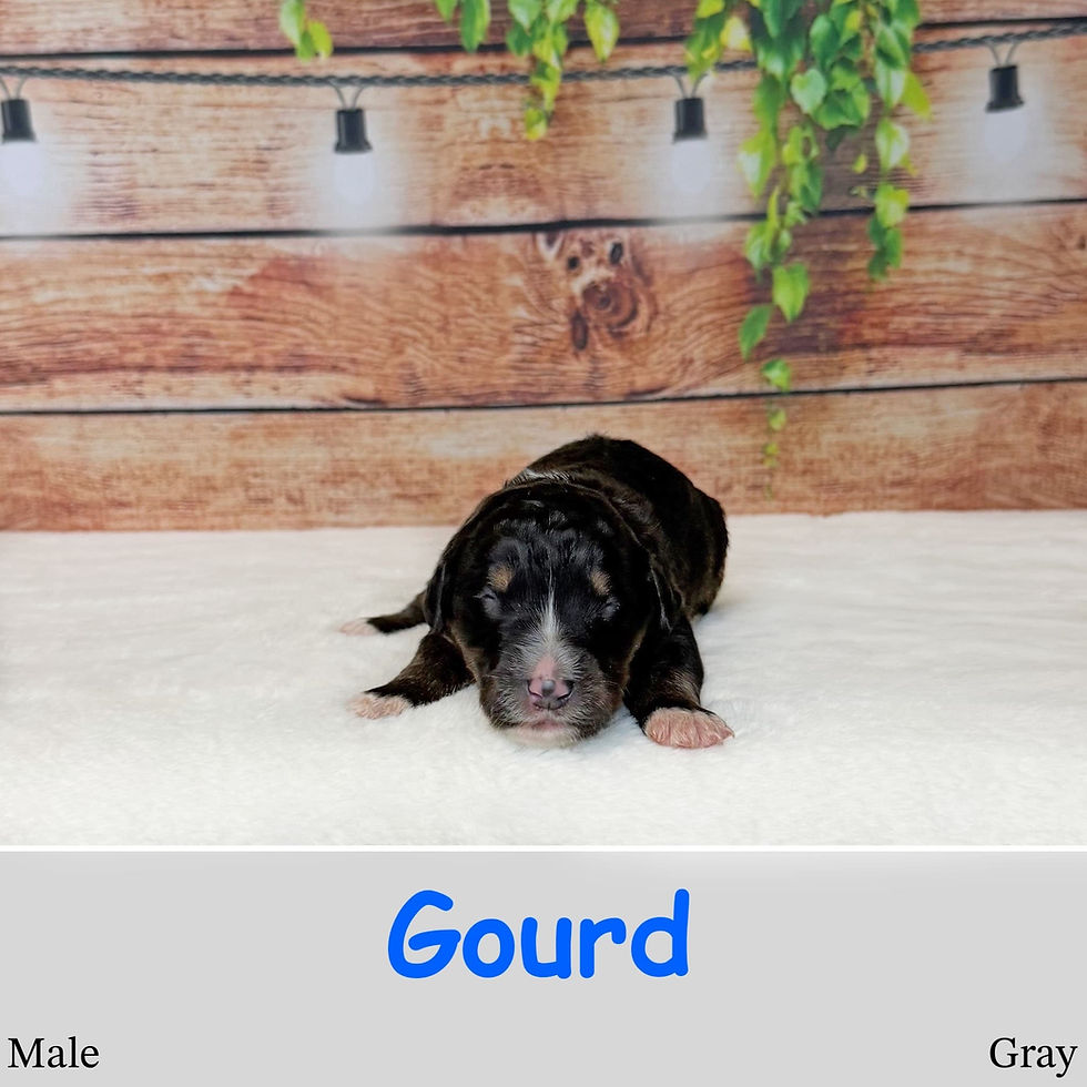 8 Male Gourd