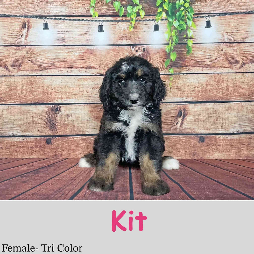 Kit