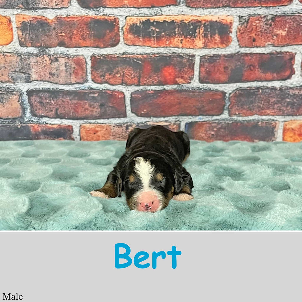 Bert