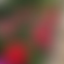 お母さんのためのやさしいヨガ