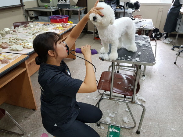 고양고등학교 애견미용 방과후수업