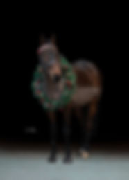 a bay horse wearing a christmas wreath on a blackground