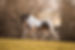 a skewbald arabian stallion trotting in a field in the british countryside