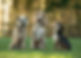 three dogs sitting next to each other in the british countryside