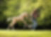 a girl being chased by her foal in the british countryside