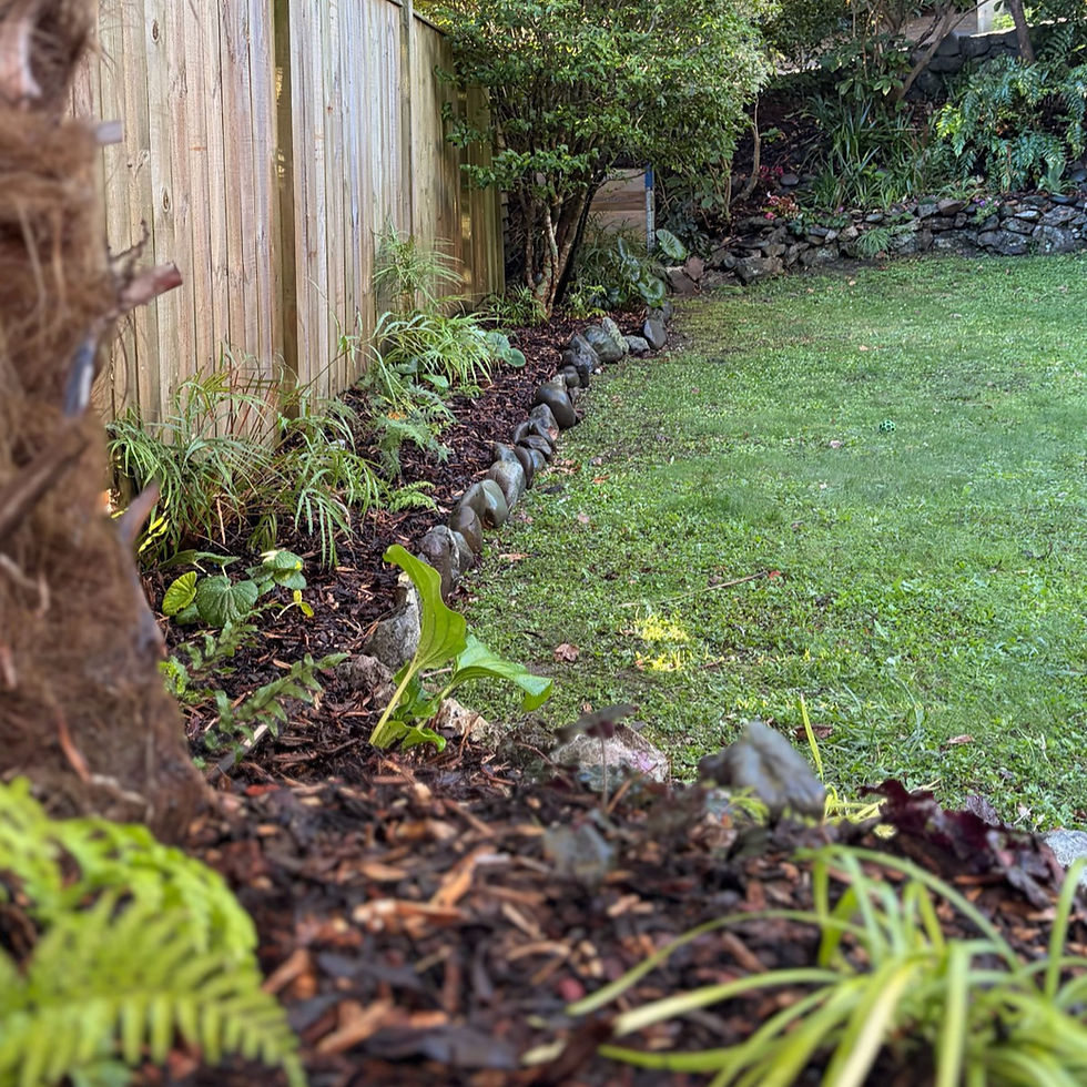 Fern Garden. Fence Garden. New Zealand Natives