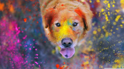 color-dog