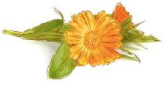 "Exploring the Powerful Benefits of Herbs We Love"