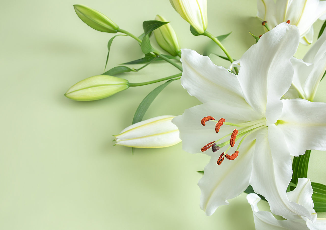 lily-on-green-bg-ext.jpg