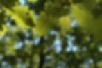 laub-backround.jpg