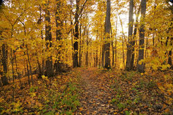 Cedar Cliff Trail Palisades-Kepler Park