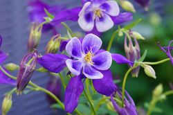 Colorado Blue Columbine