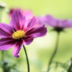 Cosmos