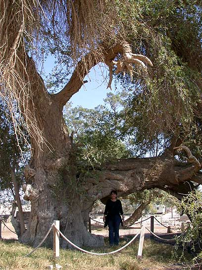 השיזף העתיק בעין חצבה – אוצר טבע והיסטוריה בסכנה