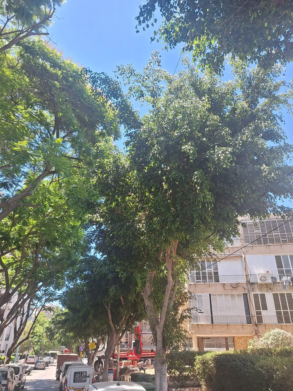 כששימור עצים הוא באמת ברירת המחדל: פיקוס בוגר בפתח תקווה יישאר במקומו