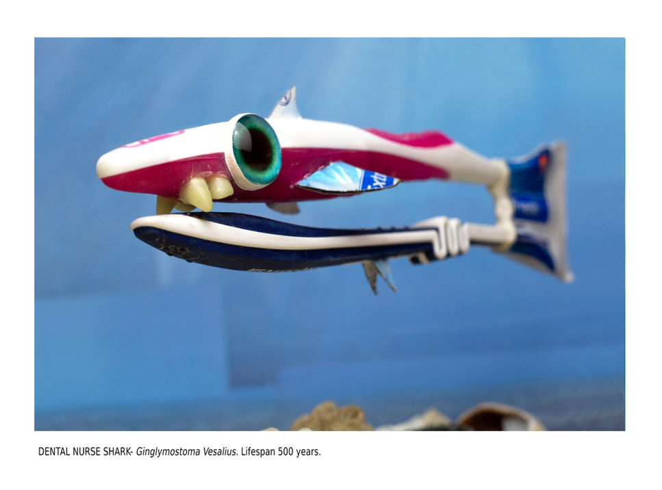 Dental Nurse Shark_edited.jpg