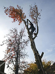 SH05A051TREEREMOVAL.jpg.rend.hgtvcom.616