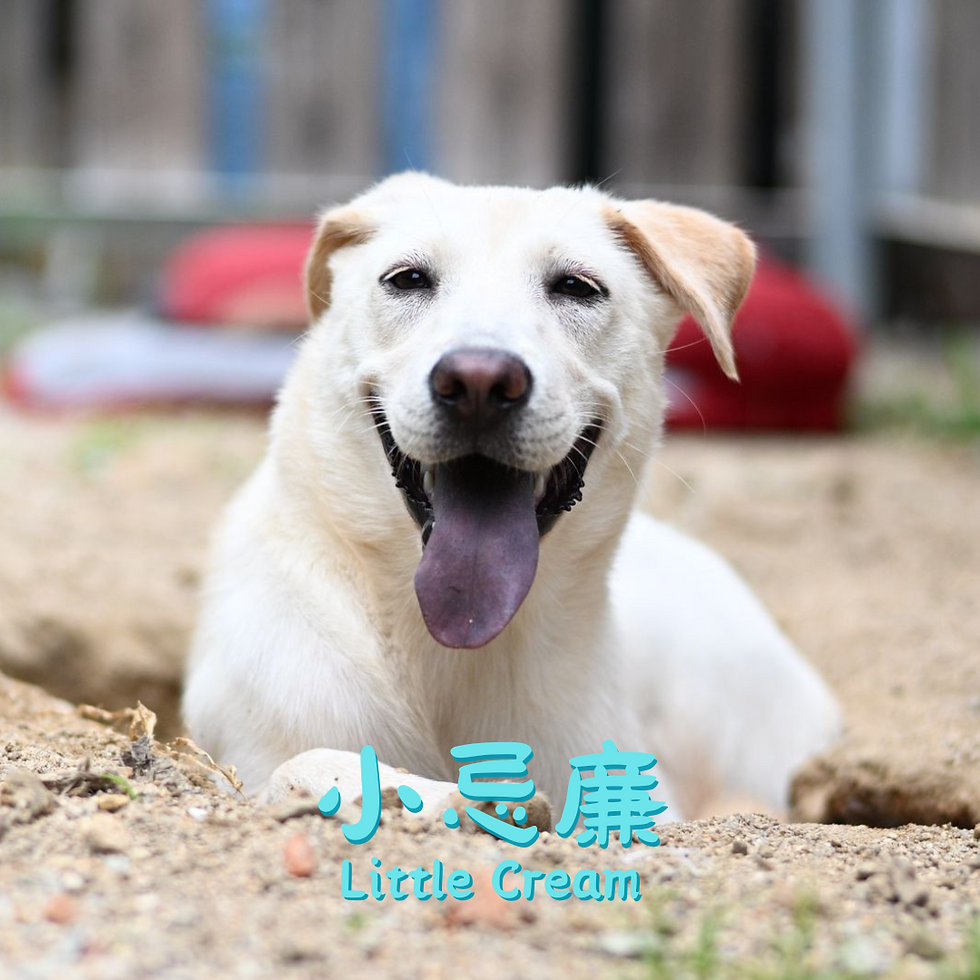 Little Cream